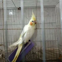 پرنده عروس پاریس جفت مولد