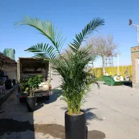 کاکتوس پرنده بهشتی نخل اریکا نیکولای پیله موآ