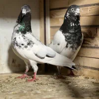 یک جفت خارجی۸ساعته