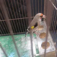 سهره