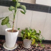 گل طبیعی|گل و گیاه طبیعی|مشهد, همت آباد|دیوار