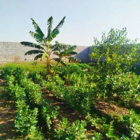 فروش-باغچه-خوش-موقعیت-معاوضه-با-خودرو