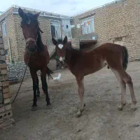 مادیون با کره نر