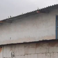 کبوتر|پرنده|صفادشت, |دیوار