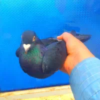 حمیدیه|پرنده|حمیدیه, |دیوار