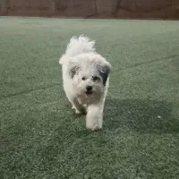 سگ شیتزو تریر