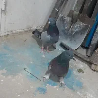 سبزه نر ماده