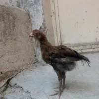 جوجه سر حال