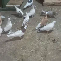 کبوتر