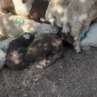 ۱۱ عدد گوسفند نر