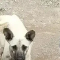 سگ پا کوتاه