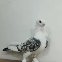 کفتر ساتن پشت طاووسی