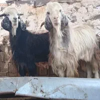 فروش کهره چاق