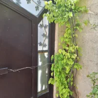 یوکا،نهال به ،آلوئه‌ورا