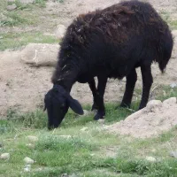 میش قزل افشار آبستن