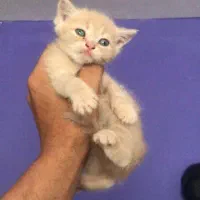 بچه گربه دوماهه