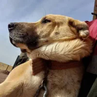 نگهداری سگ افغان سراب