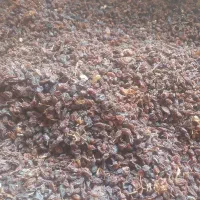 مویز آفتابی