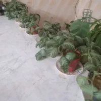 گل اپیشیا