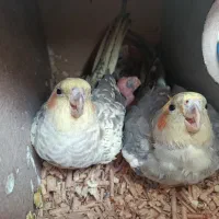 عروس هلندی