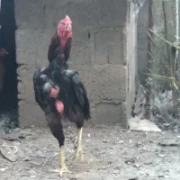 خروس لاری