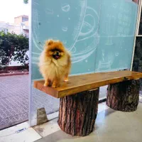 پامر خرسی نر وارداتی