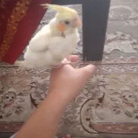 ۴۵۰۰۰۰