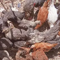 باروک و بچ خروس محلی اصل اصل