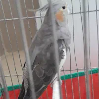 عرو هلندی ماده