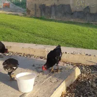 مرغ خروس  نژاد دار گلین
