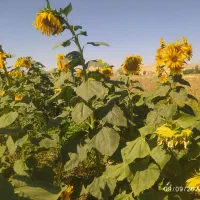 تخمه سنقری بذری