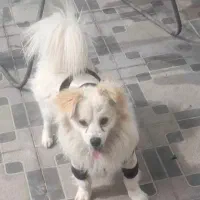 سگ گمشده