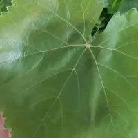 برگ مو تازه انگور عسگری