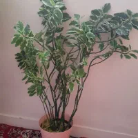 گل طبیعی
