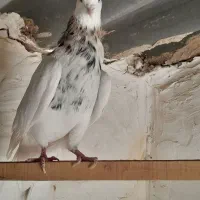 پرنده