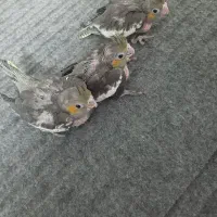 جوجه عروس هلندی
