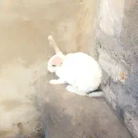 خرگوش