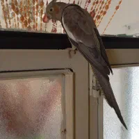 عروس هلندی ماده و دوستش مرغ عشق