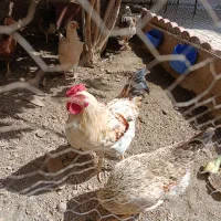 مرغ شمال