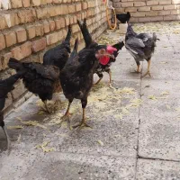 خروس گلین سرحال خودم بزرگشون کردم بامرغ گلین عوض