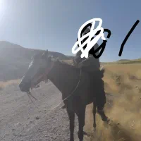 مادیان کورد