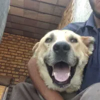 نگهداری سگ افغان سراب