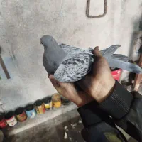 کبوتر مسافتی جانسون