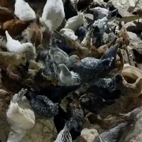جوجه محلی کشتنی