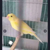 قناری نر