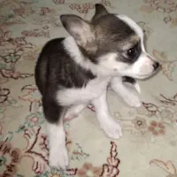 ژرمن پا کوتاه