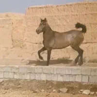 اسب