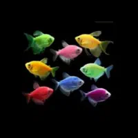 فروش عمده ماهی کالرویدئو / آبزی پروری توس/فیش توس