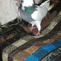 طوقی سبز ماده