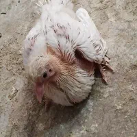 کفتر دم چتری